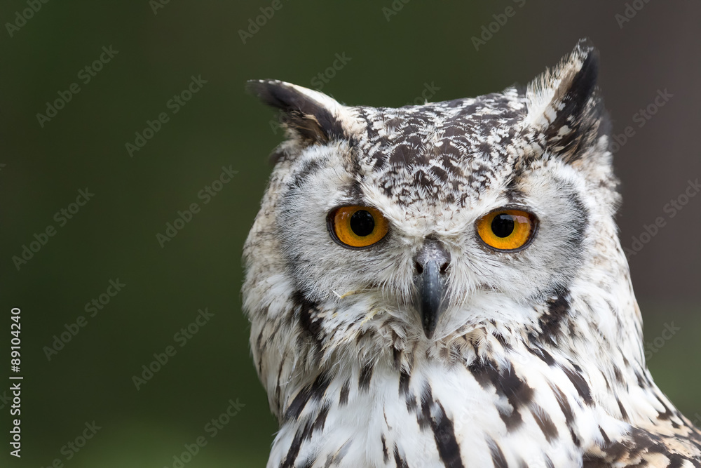 Bengal Eagle owl, Indian Eagle owl headshot with green background. Bengal Eagle owl, Indian Eagle owl headshot with green background.