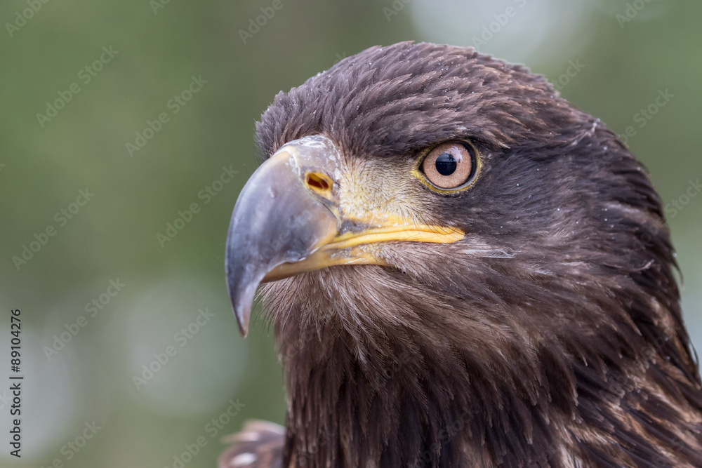 Juvenile Bald Headed Eagle head shot with green background. Juvenile Bald Headed Eagle head shot with green background.
