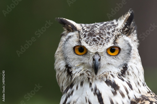 Bengal Eagle owl, Indian Eagle owl headshot with green background. © L Galbraith