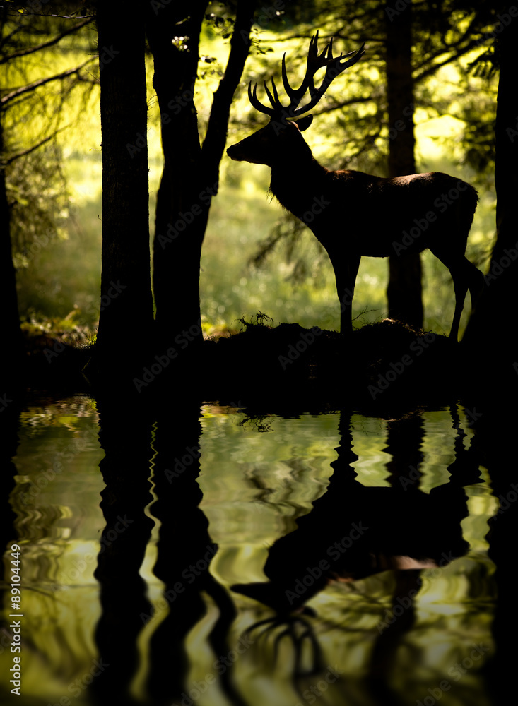 Fototapeta premium Cerf à contre jour