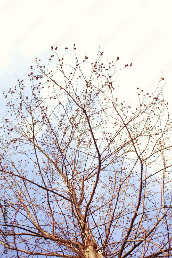 Obraz premium Naked branches of a tree against