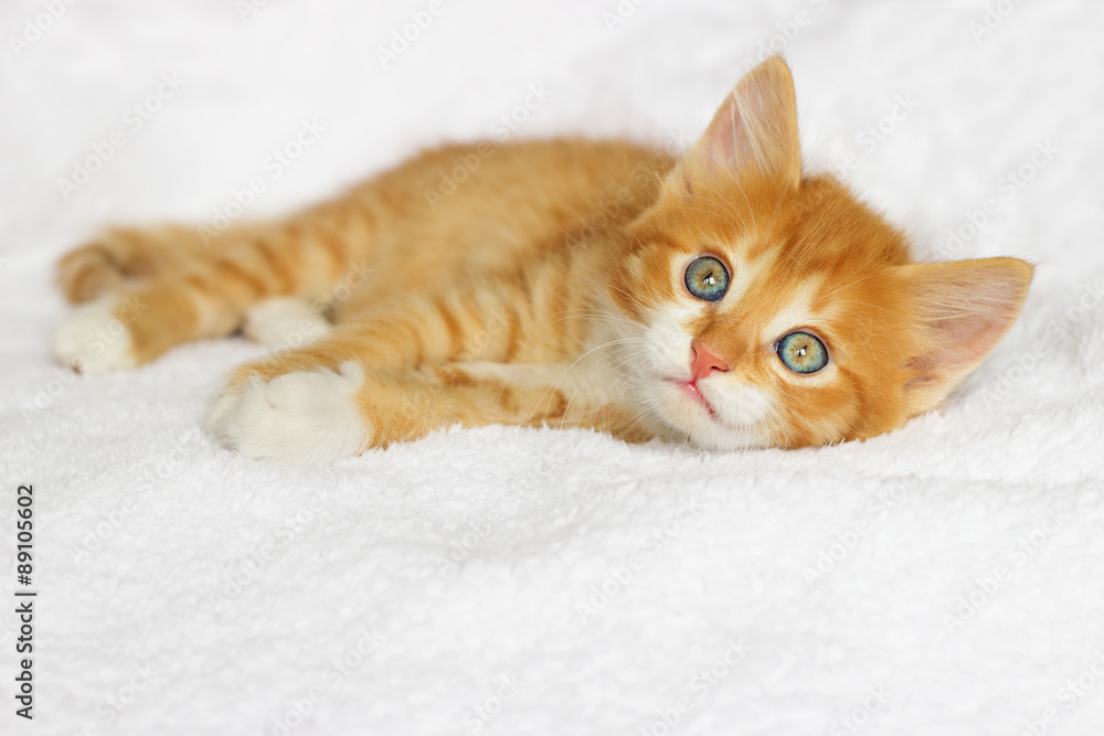 ginger little kitten looking ginger little kitten looking