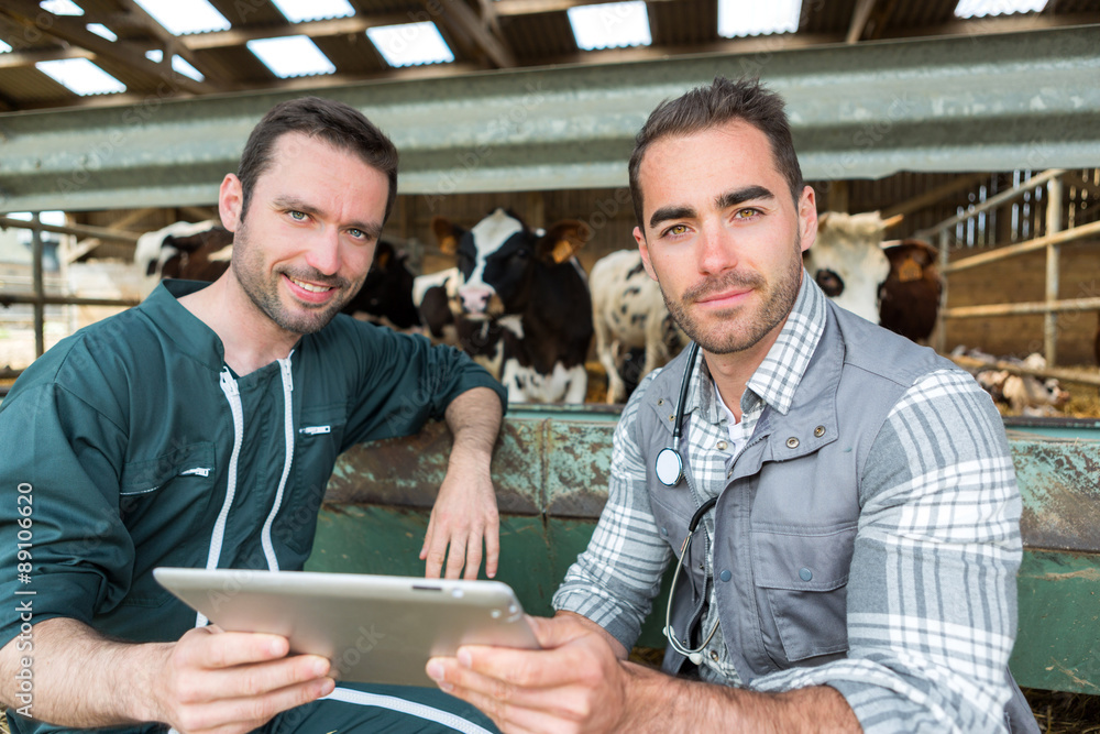 Farmer and veterinary working together in a barn Farmer and veterinary working together in a barn