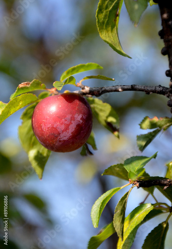 Organic ripe plums