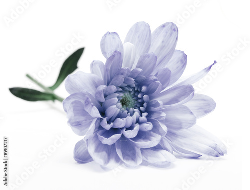 Fototapeta Naklejka Na Ścianę i Meble -  blue chrysanthemum flower on white