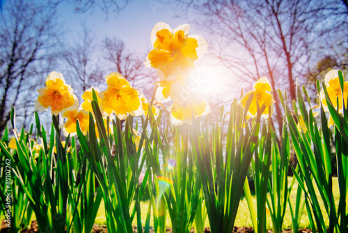 Fototapeta Naklejka Na Ścianę i Meble -  Yellow Daffodils in the gardens of Holland.