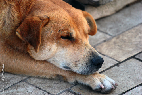 Closeup of a head of sleeping dog on the street