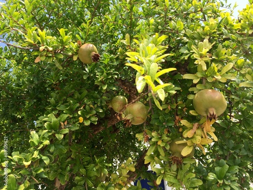 гранатовое дерево