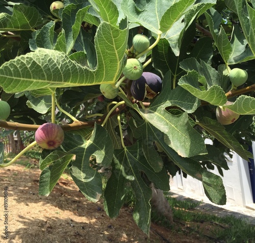 инжир на дереве