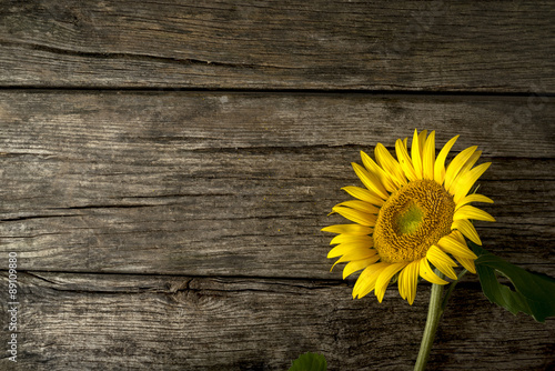 Single fresh yellow sunflower, or Helianthus, lying to the right hand side on old weathered cracked rustic wood boards with copyspace.