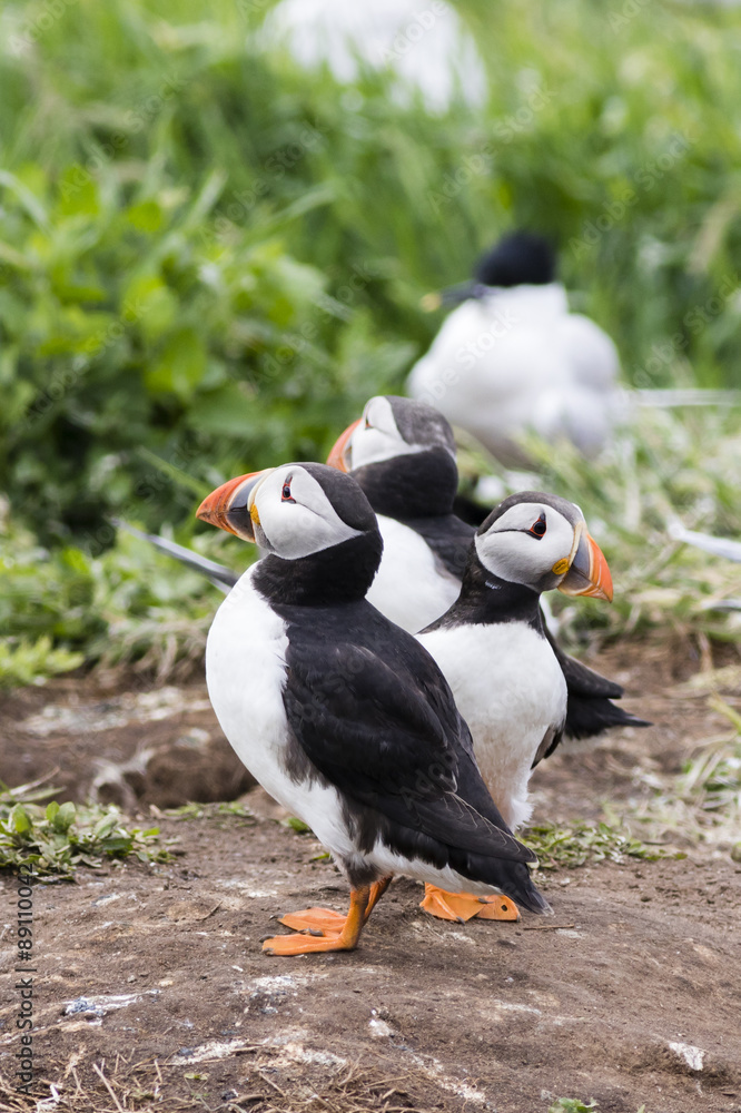 Fototapeta premium Puffins (Fratercula arctica)