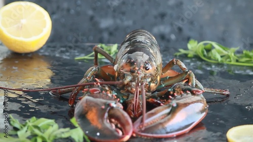 Fresh Lobster