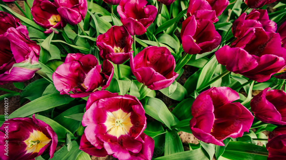 the sunlight shines through the beautiful spring tulips. the sunlight shines through the beautiful spring tulips.