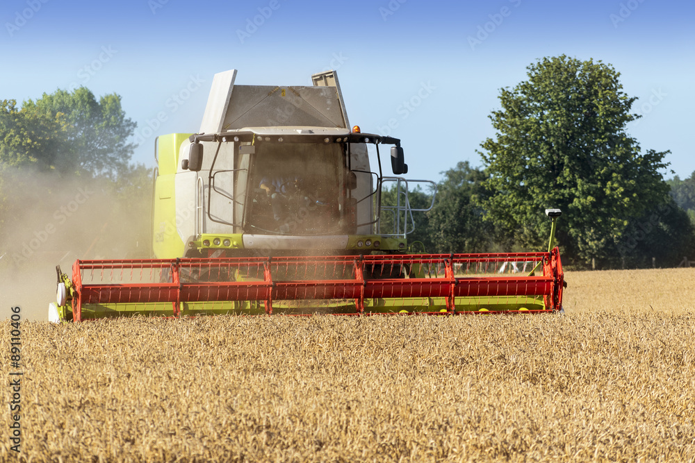 Fototapeta premium combine harvester on a golden wheat field