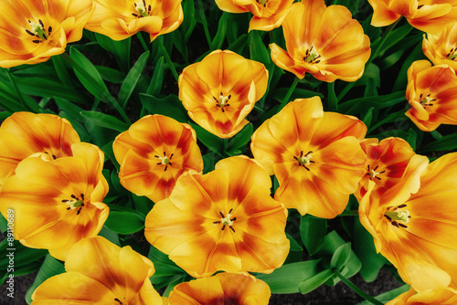 Flower field with colorful tulips.