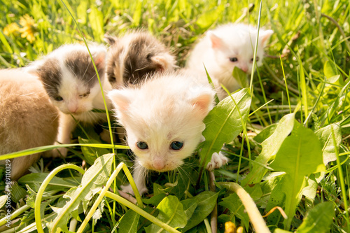 kociaki w trawie