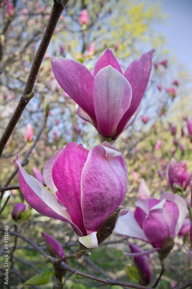 pink flowers Magnolia soulangeana close up pink flowers Magnolia soulangeana close up