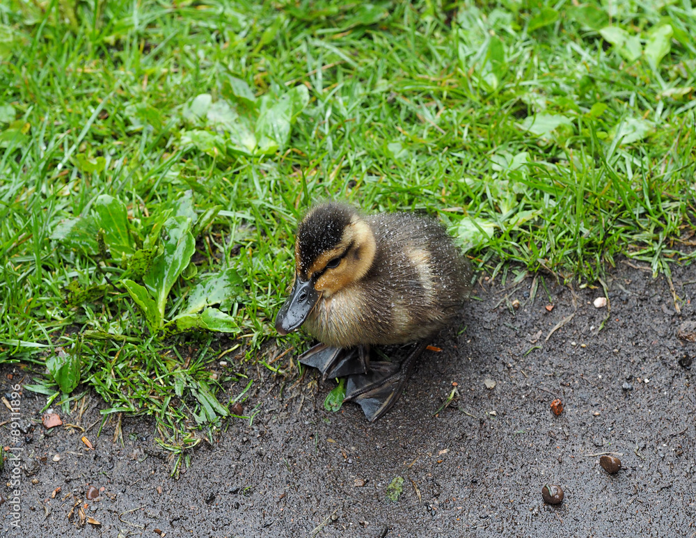 Mallard chick Mallard chick