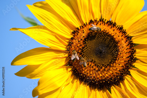 Fototapeta Naklejka Na Ścianę i Meble -  Sunflower and bees