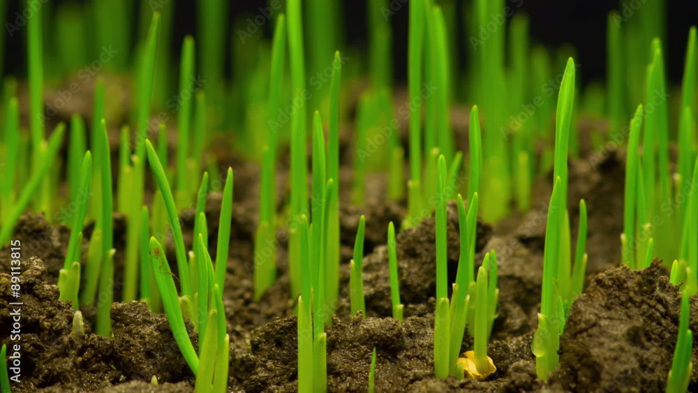 Fresh Green Grass Growing. Timelapse. Fresh Green Grass Growing. Timelapse.