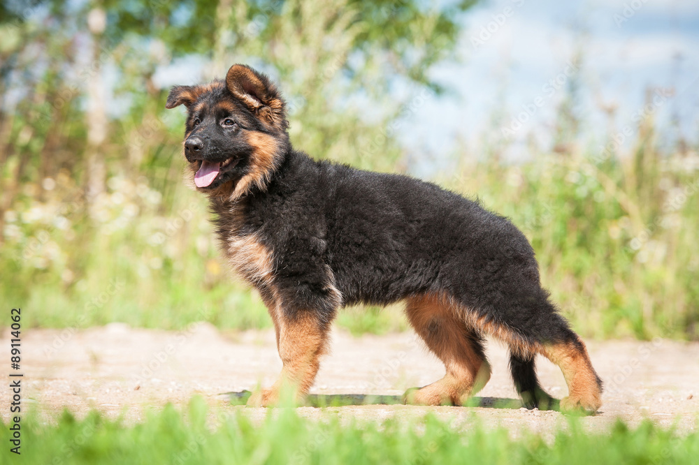 German shepherd puppy 