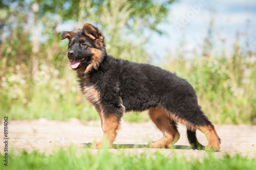 German shepherd puppy 