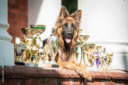German shepherd dog with winner cups photo