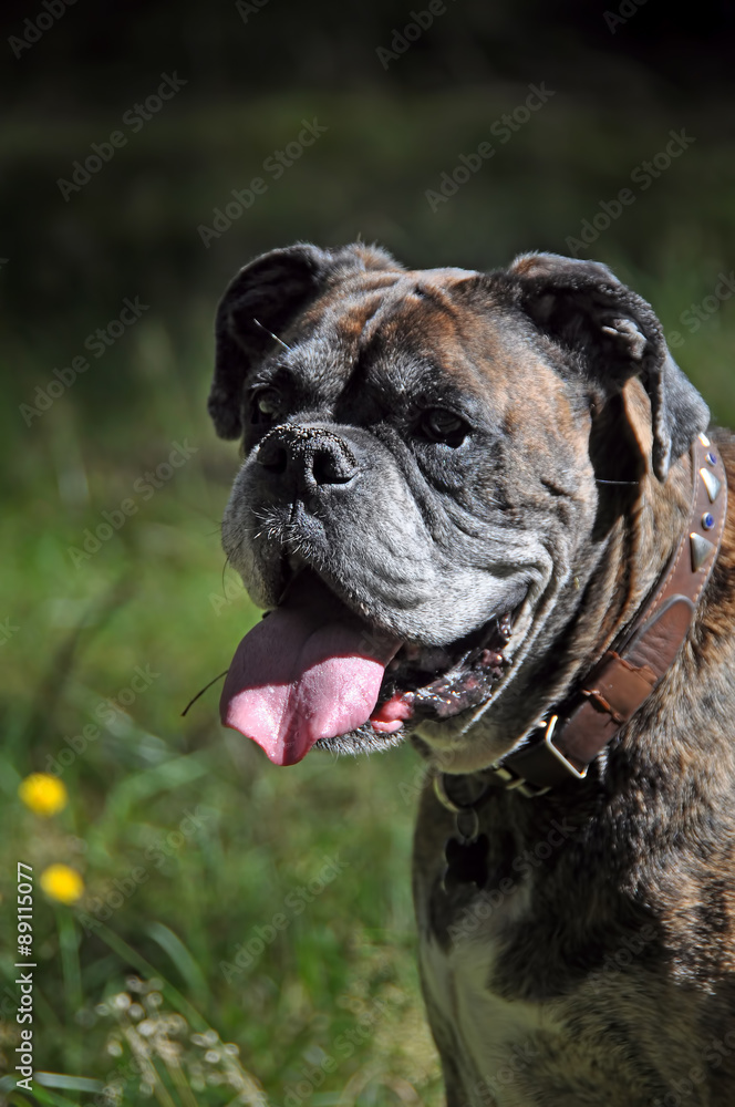 Brindle boxer dog