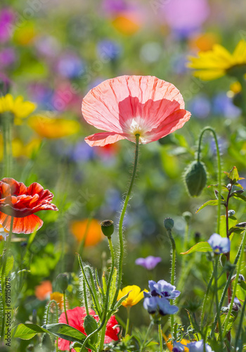 Fototapeta Naklejka Na Ścianę i Meble -  summer meadow with red poppies