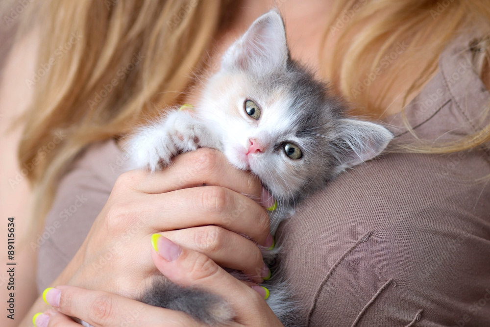 small fluffy kitten in the hands of women