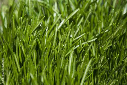 Green grass close up. Young green sprout.