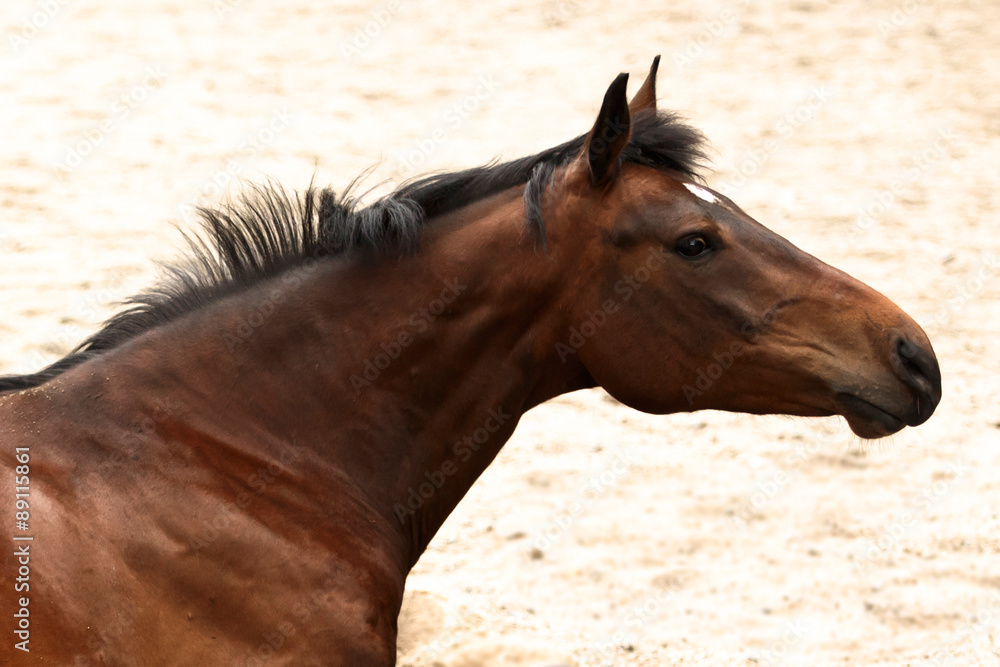 Obraz premium Pferdeportrait