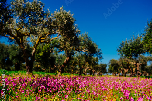 Blooming wildflowers.Natural blurred background. Soft light effe © standret