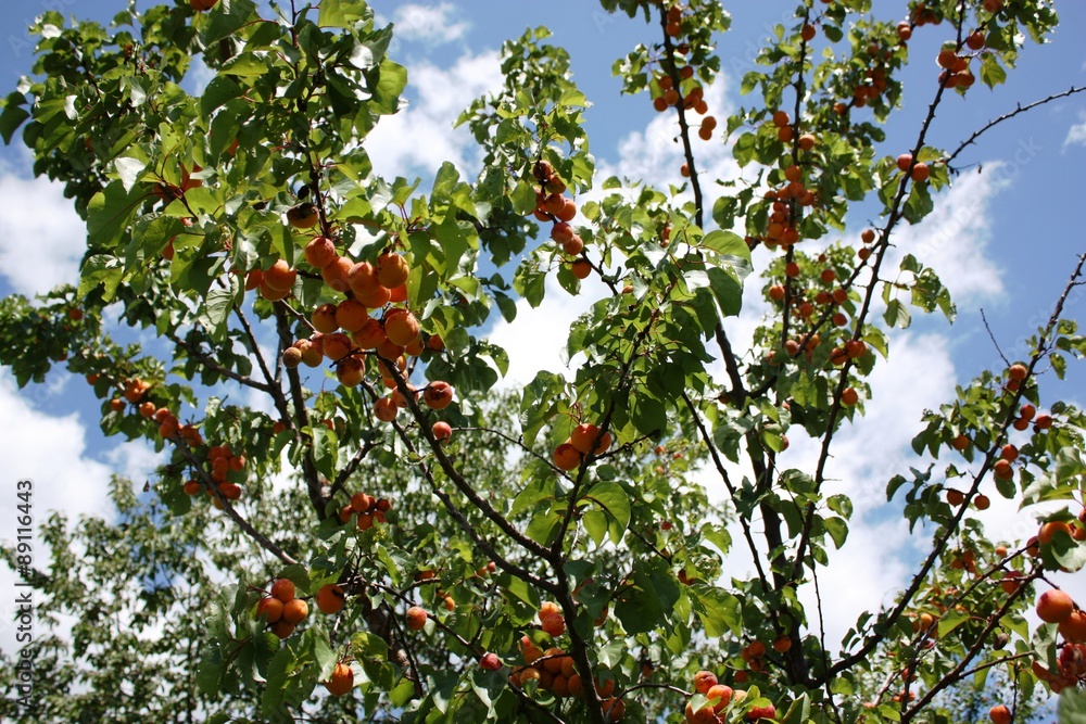 Apricots in the tree under bluse sky