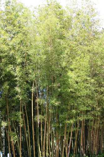 Bamboo trees in early summer  