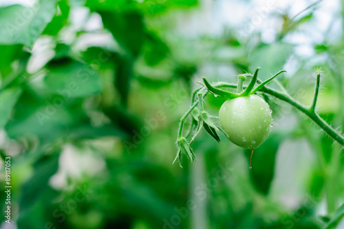 Harvesting of ripe green and red tomatoes
