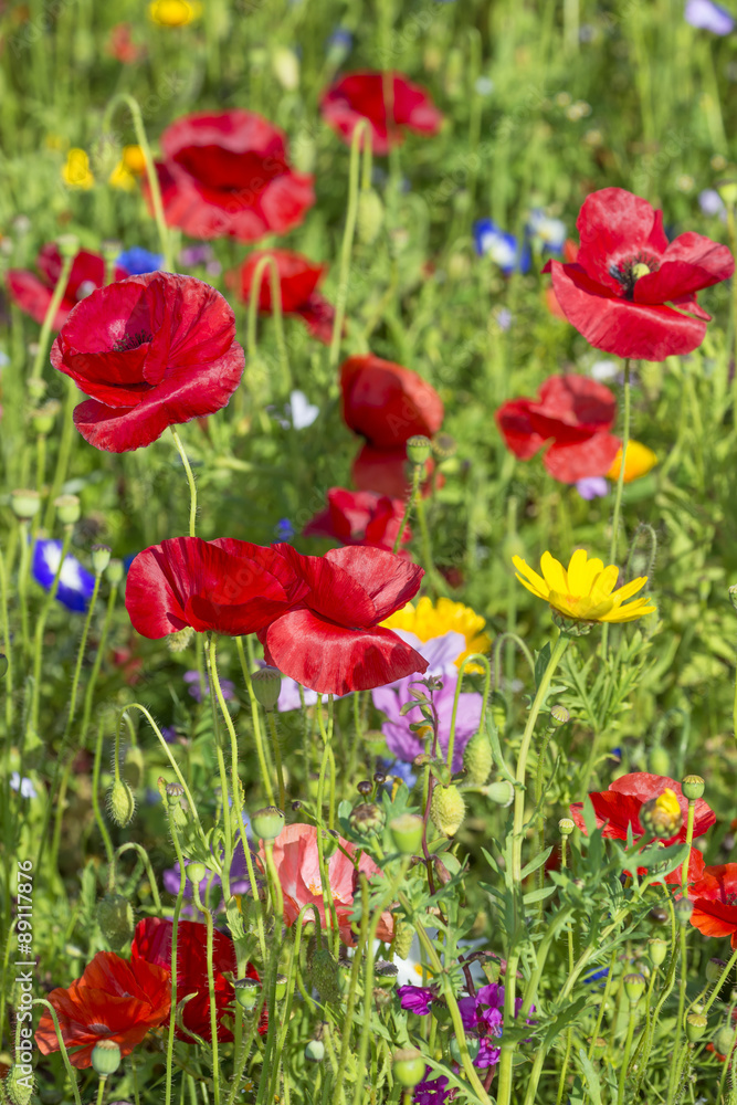 summer meadow with red poppies summer meadow with red poppies