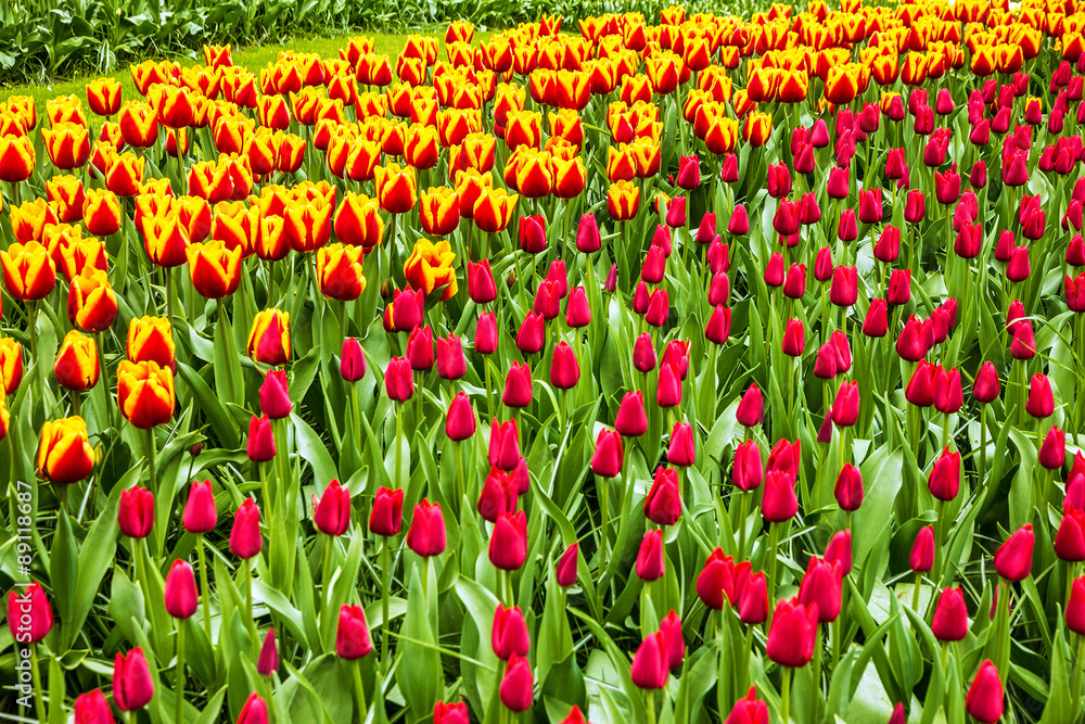 Tulip field in flower park, Holland, Netherlands, Keukenhof