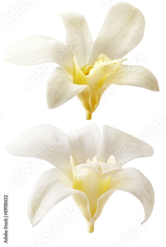 Vanilla flowers aromatic, fresh vanila flower and stick on white background for ingredient label.