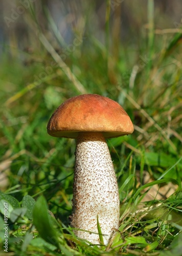 Boletus Edulis mushroom at the forest