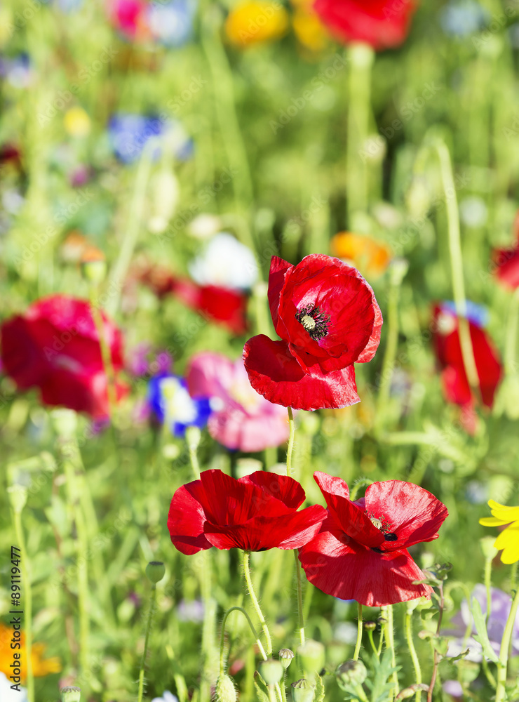 Fototapeta premium summer meadow with red poppies
