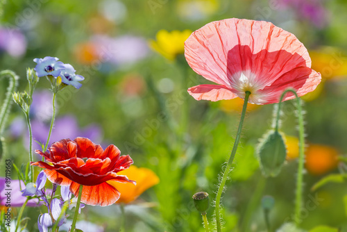Fototapeta Naklejka Na Ścianę i Meble -  summer meadow with red poppies