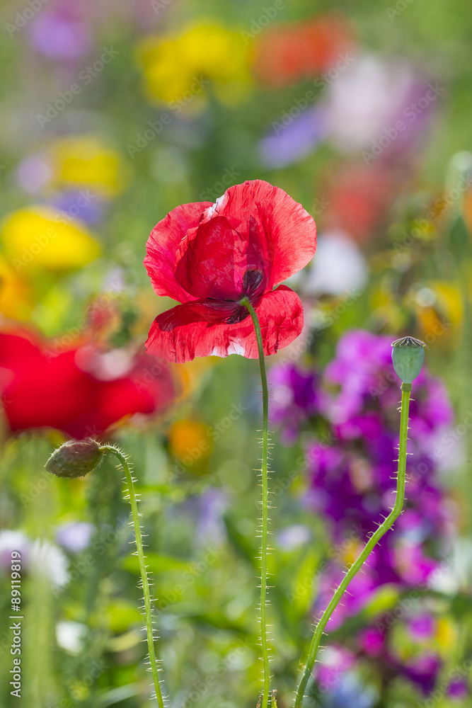 Fototapeta premium summer meadow with red poppies