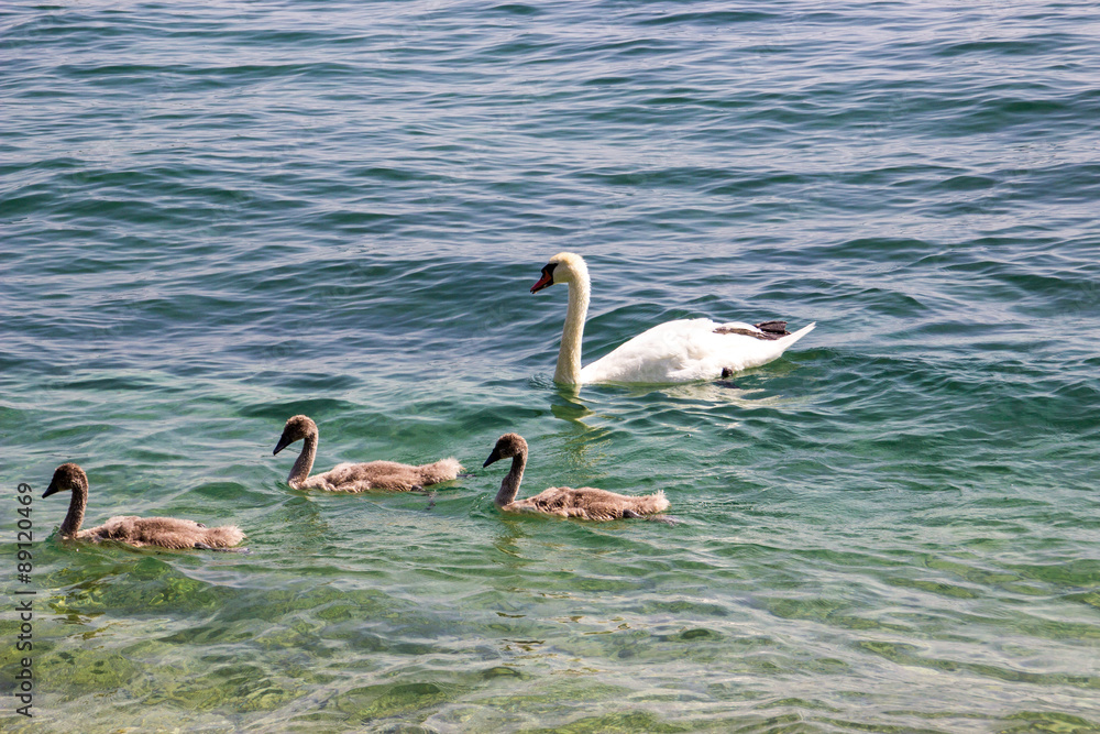 Schwanfamilie schwimmt im Gardasee