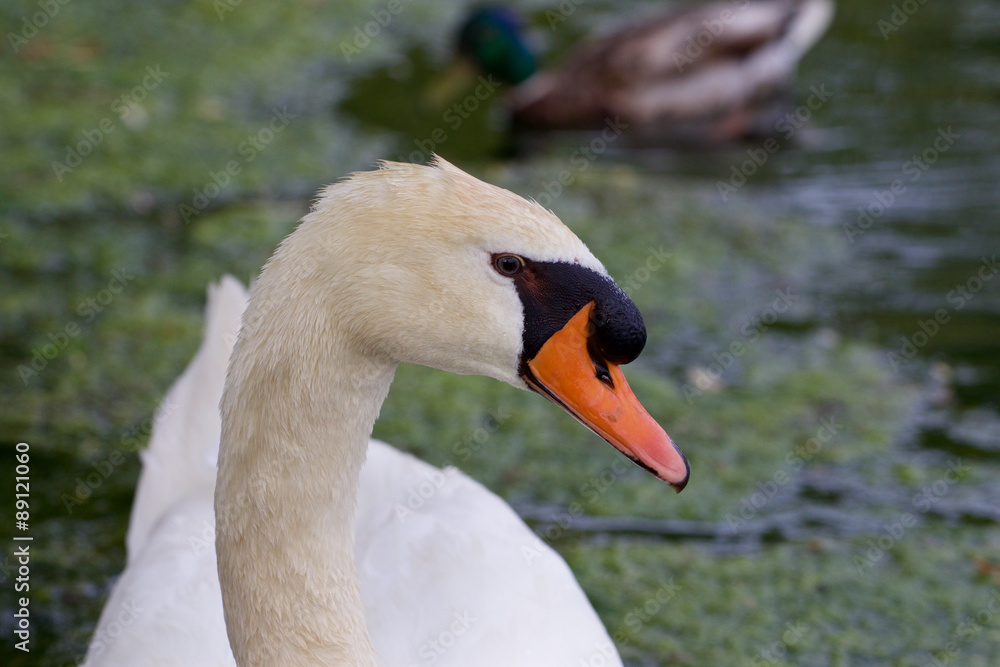 Beautiful portrait of the swan Beautiful portrait of the swan