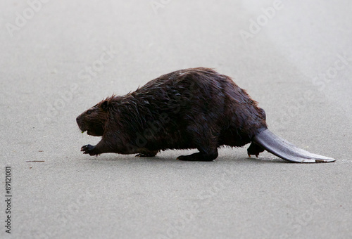 The North American beaver is going across the road