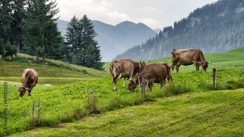 Fototapeta premium Allgäuer Braunvieh