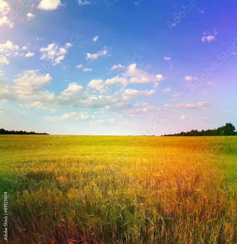 yellow wheat field under blue sky photo