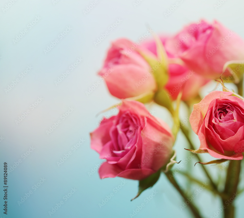 Soft focus rose flower background.