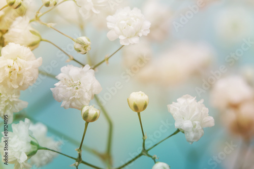 Fototapeta Biały kwiat na błękitnym tle. Nieostrość.